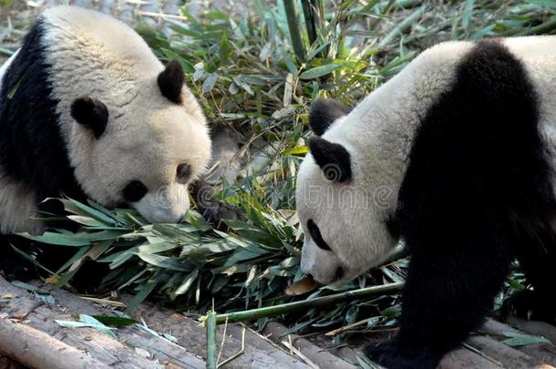 两个熊猫在<strong>成都</strong>熊猫储备<strong>成都</strong>研究基础关于grant-in-aid的拨款