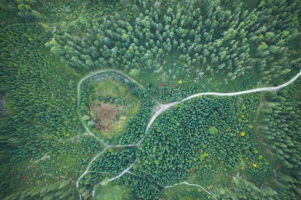 秋森林风景空气的看法.野生的森林采用奥地利