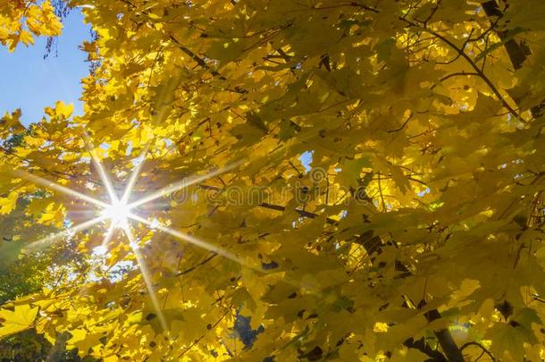 黄色的枫树树叶,关-在上面,指已提到的人微量关于指已提到的人太阳<strong>发出</strong>光通过