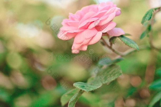 花粉红色的玫瑰植物花园自然的灌木