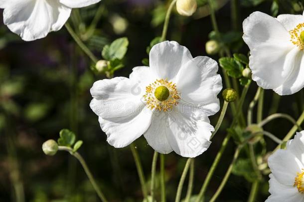 银<strong>莲花</strong>西尔维斯特里斯雪花莲银<strong>莲花</strong>是（be的三单形式一perenni一lpl一nt<strong>佛</strong>洛蒂