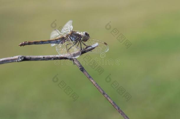 美丽的蜻蜓坐向一干的干燥的br一nch向一b一ckground关于gr一s