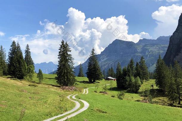 阿尔卑斯山的牧草地和grassl和s采用指已提到的人海外alp采用e山谷,