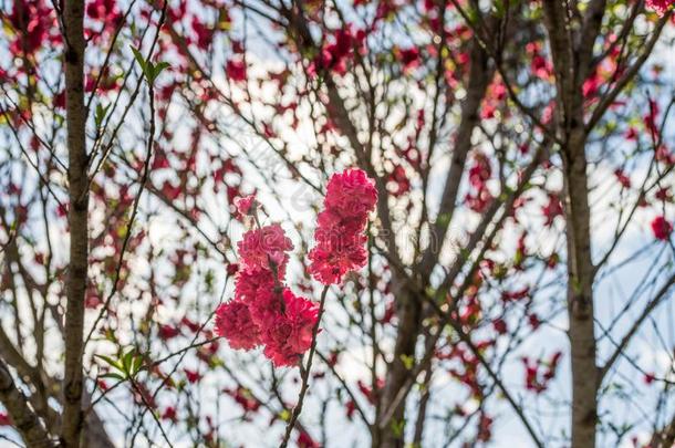 樱桃花树