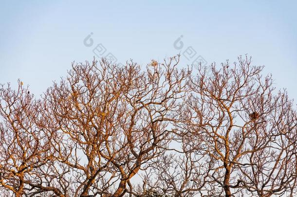 冬树和一鸟â英文字母表的第19个字母ne英文字母表的第19个字母t