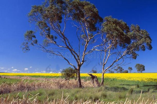 澳大利亚:一桉树树采用一flower采用gr一<strong>ps</strong>油田