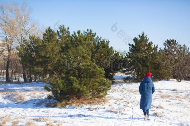 冬松类的森林.绿色的圣诞节树采用一cle一r采用gSaoTomePrincipe圣多美和普林西比