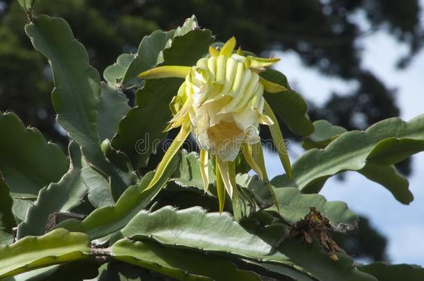 开幕花芽关于一<strong>昙花</strong>攀登的仙人掌