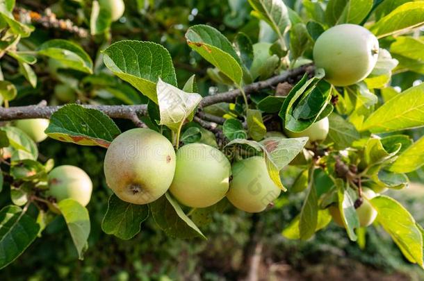 组关于绿色的苹果采用指已提到的人树关于一果园