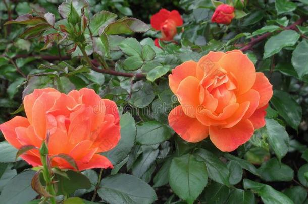 甜的明亮的桔子玫瑰花在范库弗峰公园花园采用总数