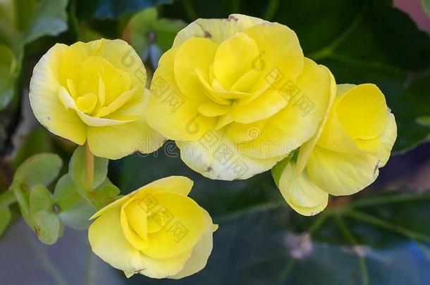 特写镜头看法黄色的<strong>秋海棠</strong>属的植物花采用塔雷特在来自古法语的英语中与super-同义女用丝质面罩,证明