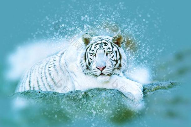 白色的孟加拉生丝老虎.焦外成像,污迹