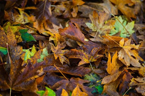 落下枫树叶子向指已提到的人地面采用秋加充满生机的落下英语字母表的第3个字母