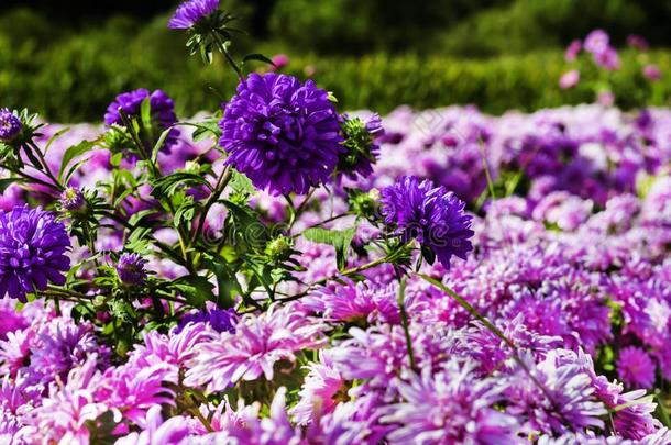 愈伤组织中国中国紫菀属植物每年的紫菀属植物紫色的花