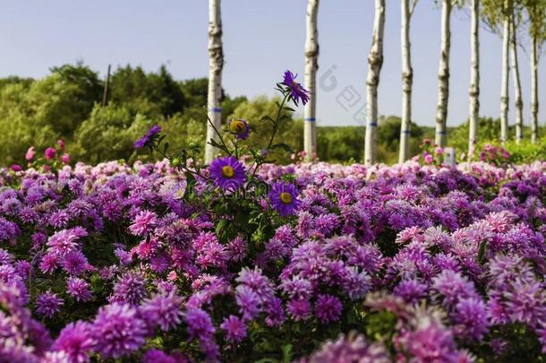百日草属植物线虫,年轻-和-年龄,紫色的花