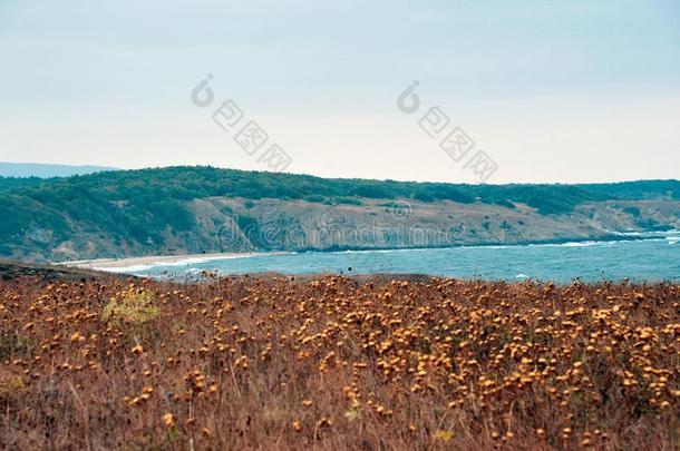 风景优美的看法关于沙海滩和蓝色海