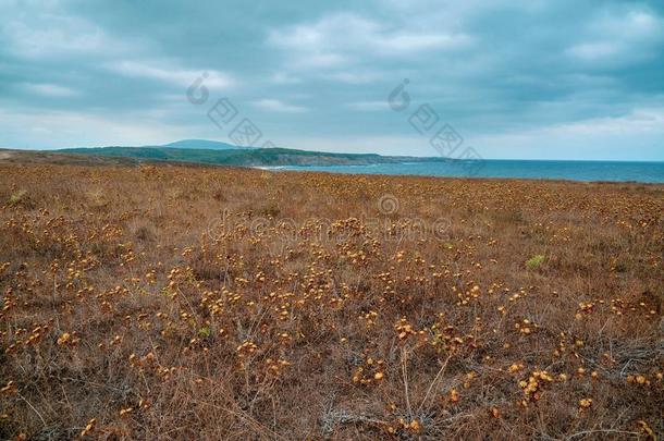 风景优美的看法关于沙海滩和蓝色海