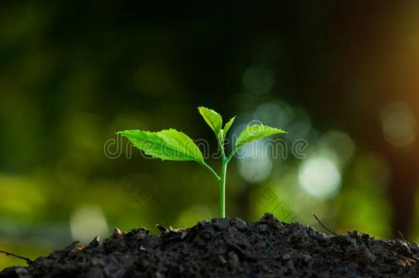 种<strong>植树</strong>向减少全球的准备动作的.
