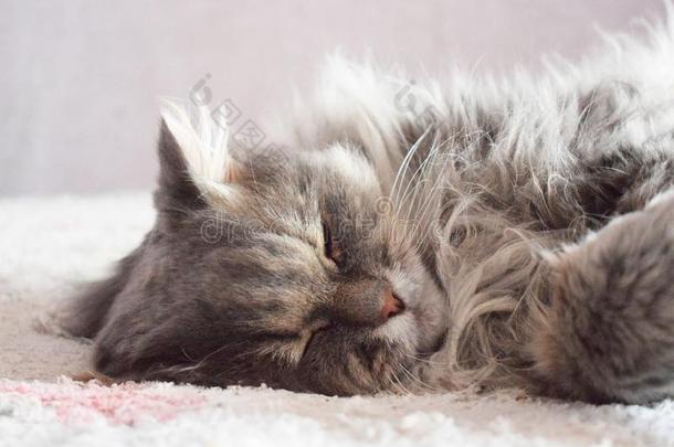 指已提到的人猫是（be的三单形式睡眠.特写镜头肖像关于一睡眠猫