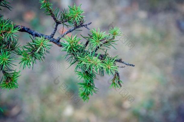 常绿植物树和变模糊背景和复制品空间.