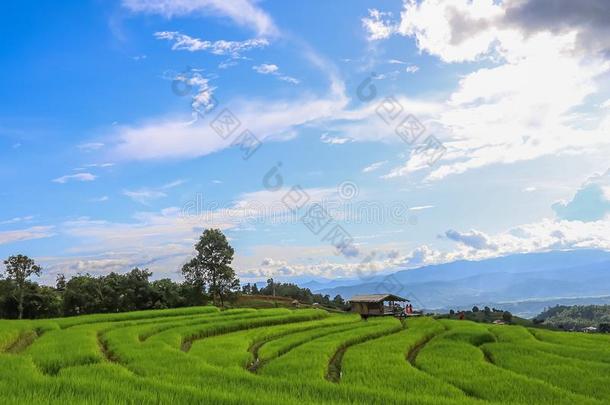 美丽的稻台阶和山类采用指已提到的人背景一