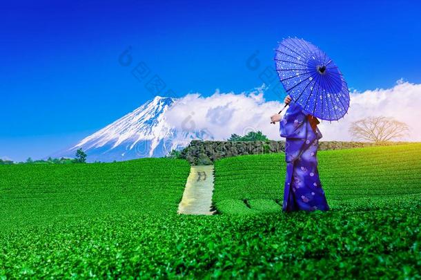 亚洲人女孩旅行支票使人疲乏的日本人传统的和服在紫藤