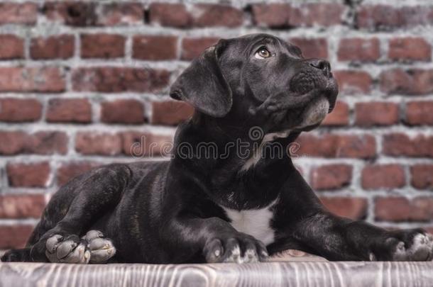 卡诺索黑的小狗向砖墙背景关在上面