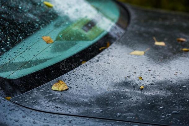 深的蓝色或黑的汽车在秋下雨的一天和或ange桦树草地