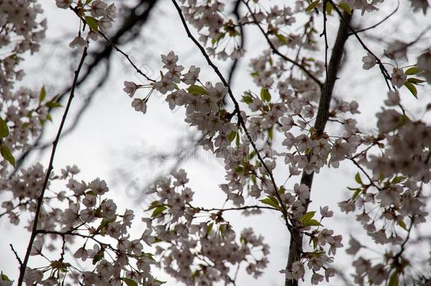 微妙的樱桃花树枝反对一灰色的天