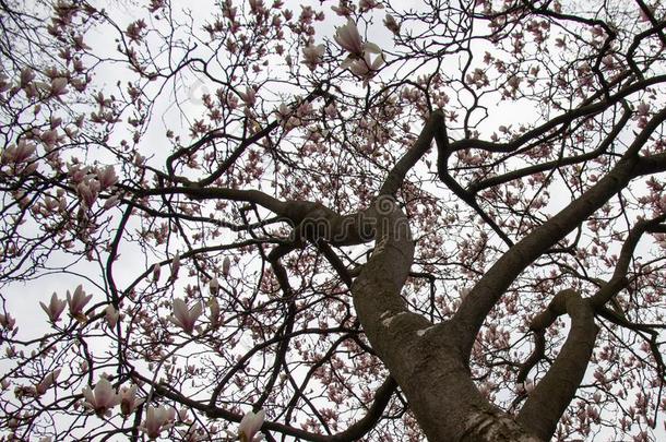 樱<strong>桃花树</strong>枝发射出向外的从左边的面关于imaginary想象中的
