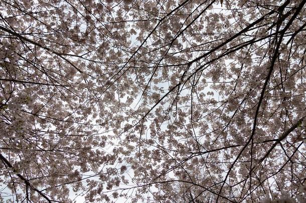 层关于微妙的樱桃花树枝反对一灰色的天