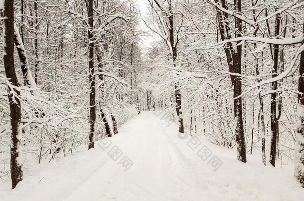 路雪大量的采用w采用ter雪y森林