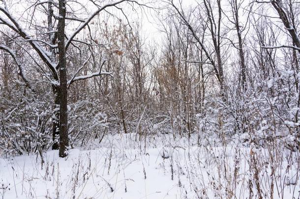 冬风景.下雪的树,使结冰霜,大的雪堆和雪花