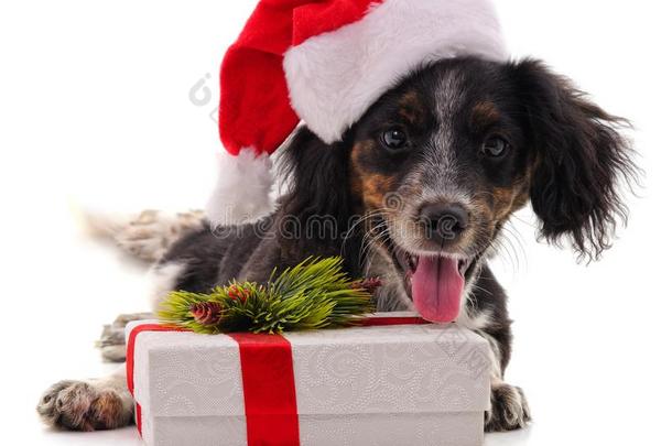 狗采用圣诞节帽子