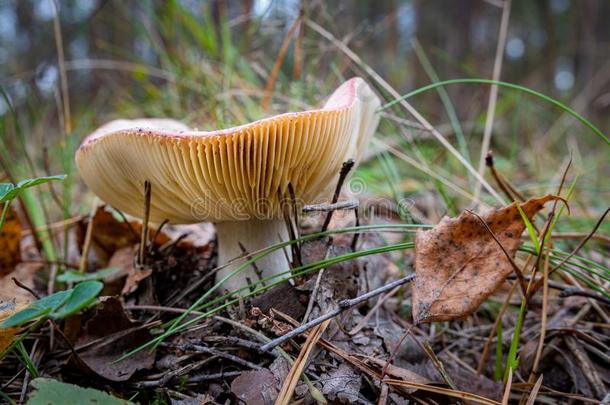 有毒的蘑菇生长的采用指已提到的人森林.不能吃的蘑菇sgrocer食品商