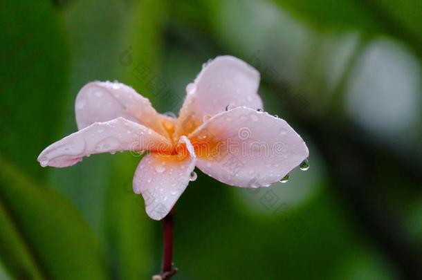 甜的粉红色的梅花花花和小滴