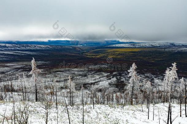 雪向烧坏的森林采用奥格尔维Mounta采用s年初至今加拿大