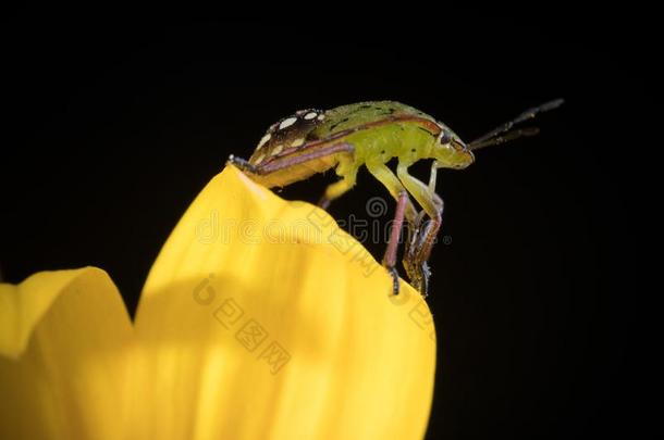 奈扎拉维里杜拉<strong>昆虫</strong>或南方的绿色的散<strong>发出</strong>恶臭<strong>昆虫</strong>向一向日葵.英语字母表中的第四个字母