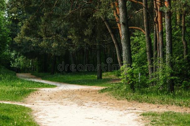 绿色的隧道竹真的自然,绿色的背景