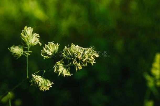 蓝色三色紫罗兰中提琴花采用花园