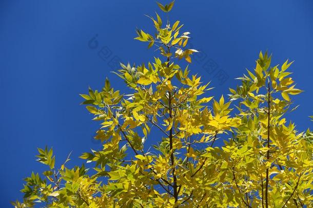 呈绿色的黄色的树叶向树枝关于水曲柳反对蓝色天我