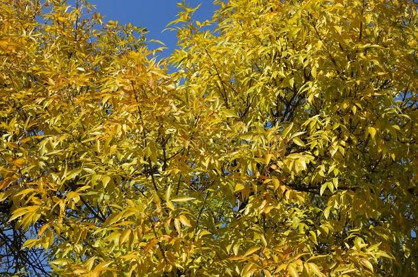 签关于富有色彩的树叶向树枝关于<strong>灰</strong>-树采用十月