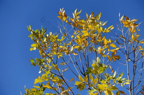 稀疏的黄色的树叶关于灰树反对蓝色天