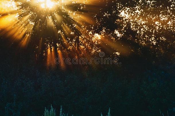 九月...阳光光束...日出...森林
