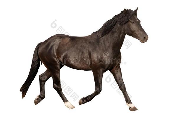 黑的美丽的年幼的强的比赛用的马<strong>飞驰</strong>的她是（be的三单形式是（be的三单形式olated