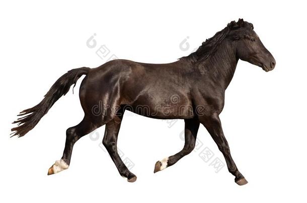 黑的美丽的年幼的强的比赛用的马<strong>飞驰</strong>的她是（be的三单形式是（be的三单形式olated