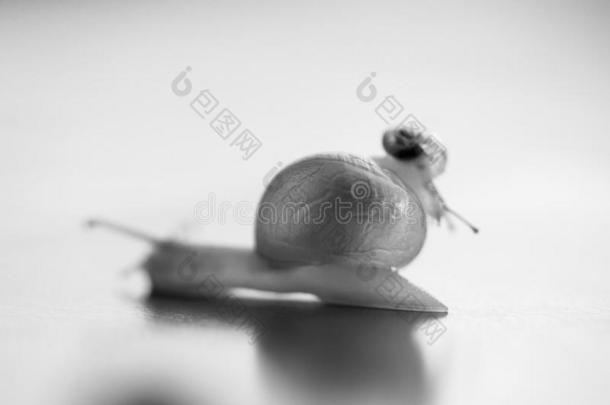 小的蜗牛骑马向一大的蜗牛.指已提到的人大的蜗牛是（be的三单形式t一kingc一re
