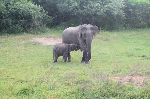 指已提到的人婴儿象.象大牧场.英语字母表的第2个字母也拉国家的公园