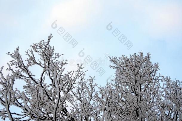 树枝关于菩提树树大量的和雪反对一蓝色天机智