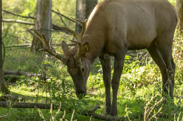年幼的麋鹿或麋鹿鹿属卡纳登西斯采用自然的栖息地.